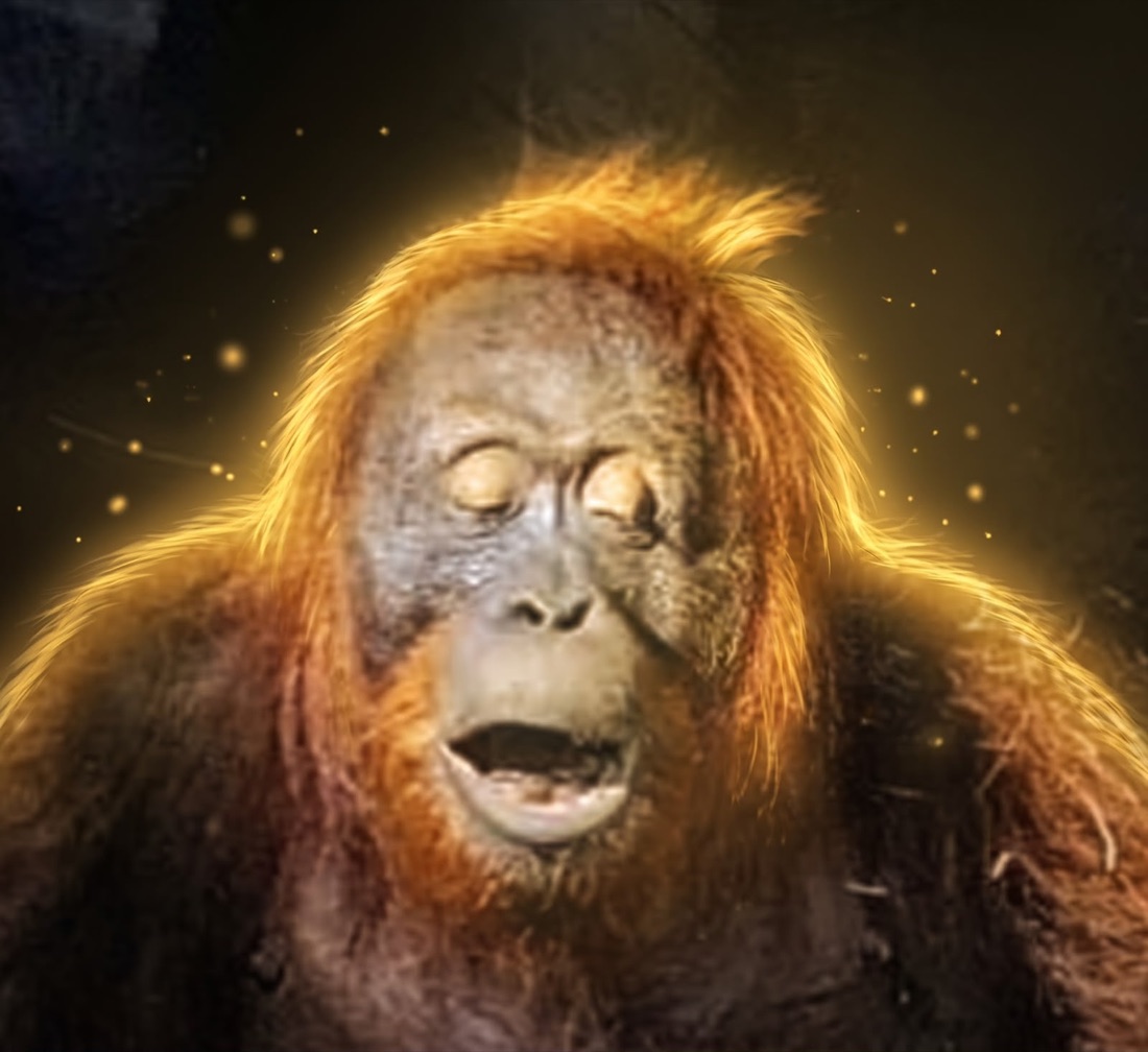 An orangutan glowing in warm light, eyes closed